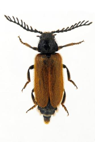 Drilus flavescens